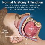 Normal anatomy and function during sleep
